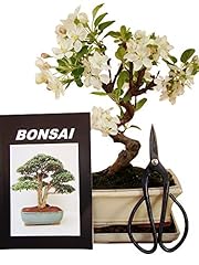 Anfänger bonsai set gebraucht kaufen  Wird an jeden Ort in Deutschland