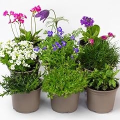 Rockery plants perennial for sale  Delivered anywhere in UK