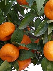 Pianta mandarino precoce usato  Spedito ovunque in Italia 