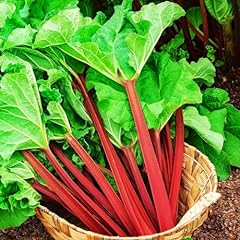 Rhubarb root deep for sale  Delivered anywhere in USA 