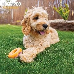 Cockapoo calendrier traditionn d'occasion  Livré partout en France