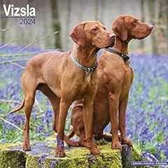 Vizsla calendar 2024 for sale  Delivered anywhere in UK