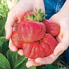 Gurney whopper strawberry for sale  Delivered anywhere in USA 