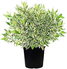 Live plant green for sale  Delivered anywhere in USA 