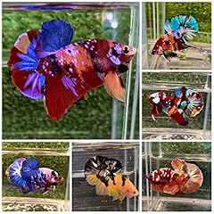 Tropical koi betta for sale  Delivered anywhere in USA 