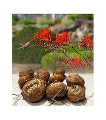 Crocosmia lucifer monbretia for sale  Delivered anywhere in UK
