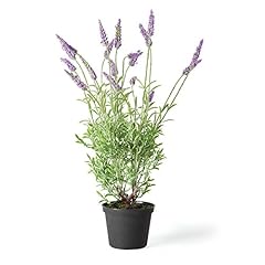Napa home garden for sale  Delivered anywhere in USA 