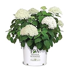 Gallon proven winners for sale  Delivered anywhere in USA 