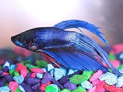 Gettabetta live betta for sale  Delivered anywhere in USA 