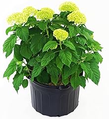 Hydrangea arb. annabelle for sale  Delivered anywhere in USA 