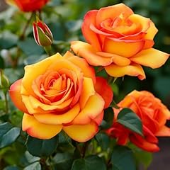 Rose plant live for sale  Delivered anywhere in USA 