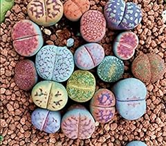 High lithops rare for sale  Delivered anywhere in UK