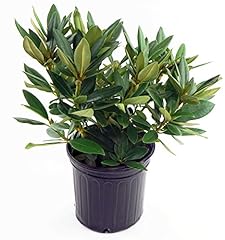 Rhododendron polarnacht evergr for sale  Delivered anywhere in USA 