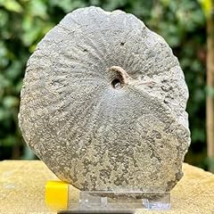 Exquisite large oxynoticeras for sale  Delivered anywhere in UK