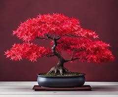 Scarlet red maple for sale  Delivered anywhere in USA 