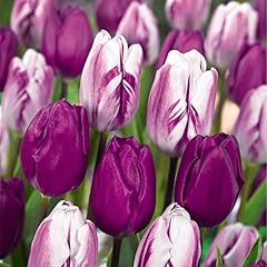 Bloomique stück tulpenzwiebel gebraucht kaufen  Wird an jeden Ort in Deutschland