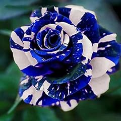 Chuxay garden blue for sale  Delivered anywhere in USA 