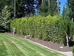 Golden hedge bamboo for sale  Delivered anywhere in USA 
