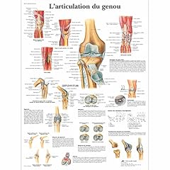 Scientific vr2174l anatomical for sale  Delivered anywhere in USA 
