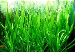 Bunch vallisneria torta usato  Spedito ovunque in Italia 