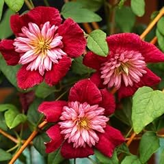 Garden premium double for sale  Delivered anywhere in UK