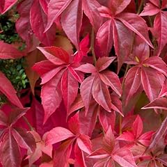 Carbeth plants parthenocissus for sale  Delivered anywhere in UK