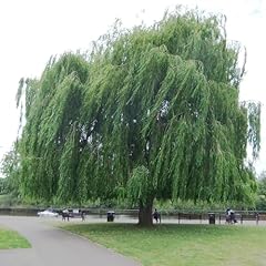 Pianta vera salix usato  Spedito ovunque in Italia 