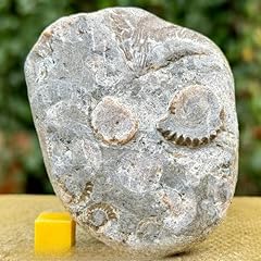 Fossils echioceras ammonite for sale  Delivered anywhere in UK