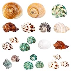 21pcs hermit crab for sale  Delivered anywhere in USA 