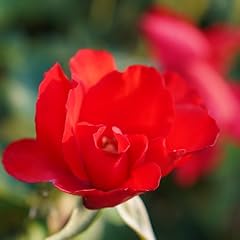 Pianta rosa senza usato  Spedito ovunque in Italia 