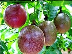Passion fruit possum for sale  Delivered anywhere in USA 