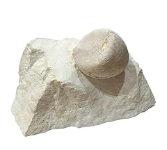 Echinocorys scutata perconica d'occasion  Livré partout en France