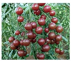 Tomaten schwarzopal samen gebraucht kaufen  Wird an jeden Ort in Deutschland
