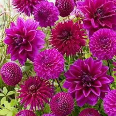 Collezione tuberi dahlia usato  Spedito ovunque in Italia 