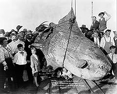 Huge sun fish for sale  Delivered anywhere in USA 