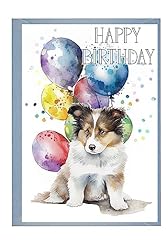 Sheltie puppy dog for sale  Delivered anywhere in UK