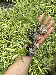 Generic spider plant for sale  Delivered anywhere in USA 