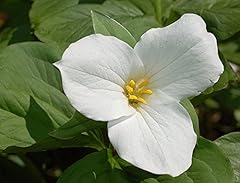White trillium bulbs for sale  Delivered anywhere in USA 