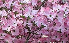 Beautiful flowering dogwood for sale  Delivered anywhere in USA 