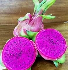 Dragon fruit new for sale  Delivered anywhere in USA 