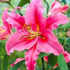 Lilium oriental irresistible for sale  Delivered anywhere in UK