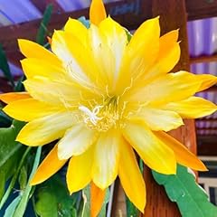 Epiphyllum plants live for sale  Delivered anywhere in USA 