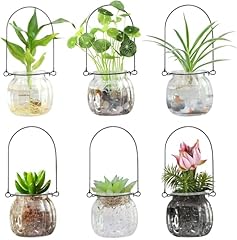 Generic terrarium plants for sale  Delivered anywhere in USA 