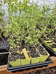 Mock orange tree for sale  Delivered anywhere in USA 
