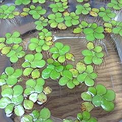 Giant duckweed spirodela for sale  Delivered anywhere in USA 