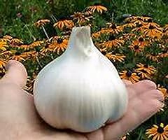 Elephant garlic huge for sale  Delivered anywhere in USA 