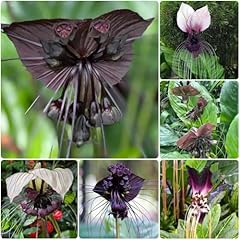 Schwarze fledermausblume samen gebraucht kaufen  Wird an jeden Ort in Deutschland