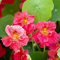 Nasturtium cherry rose for sale  Delivered anywhere in UK