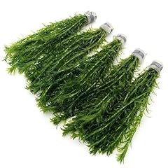 Elodea densa stems for sale  Delivered anywhere in UK