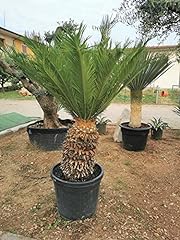 Cicas"Cycas revoluta" palma pianta in vaso ø9 cm usato  Spedito ovunque in Italia 
